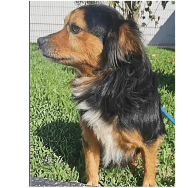 Elvis
