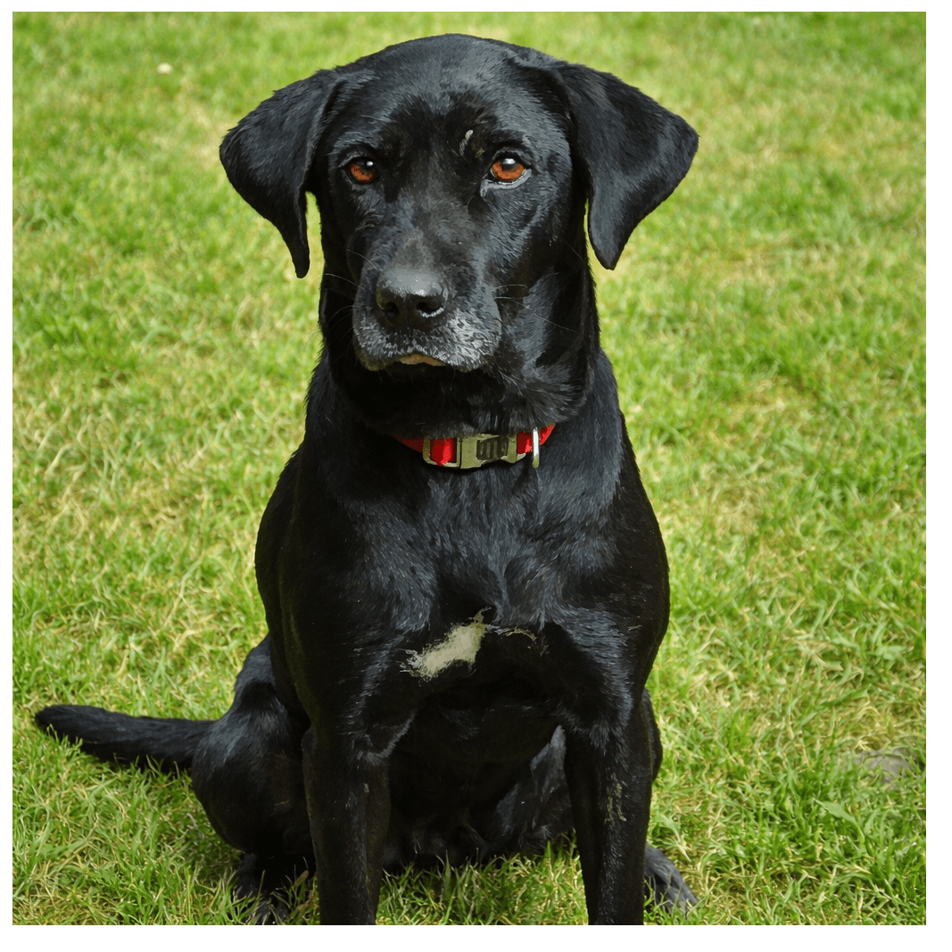 Kaala