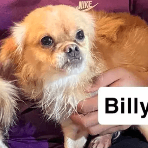Billy