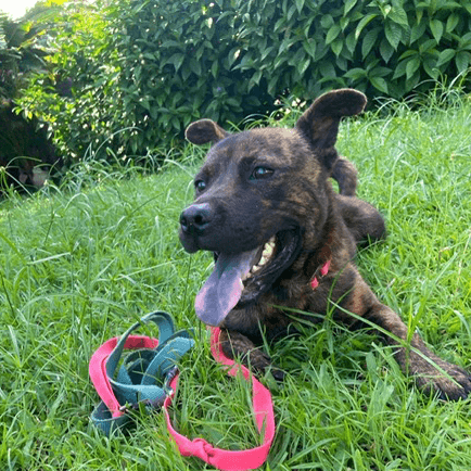 Hector