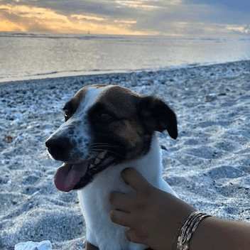 Nala vi